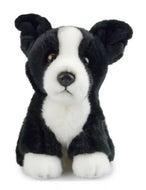 Mini border collie
