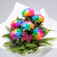 Rainbow Dreams