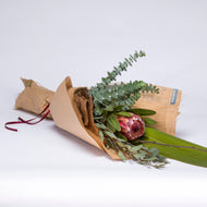 Protea