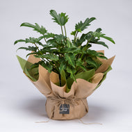 Indoor Plant
