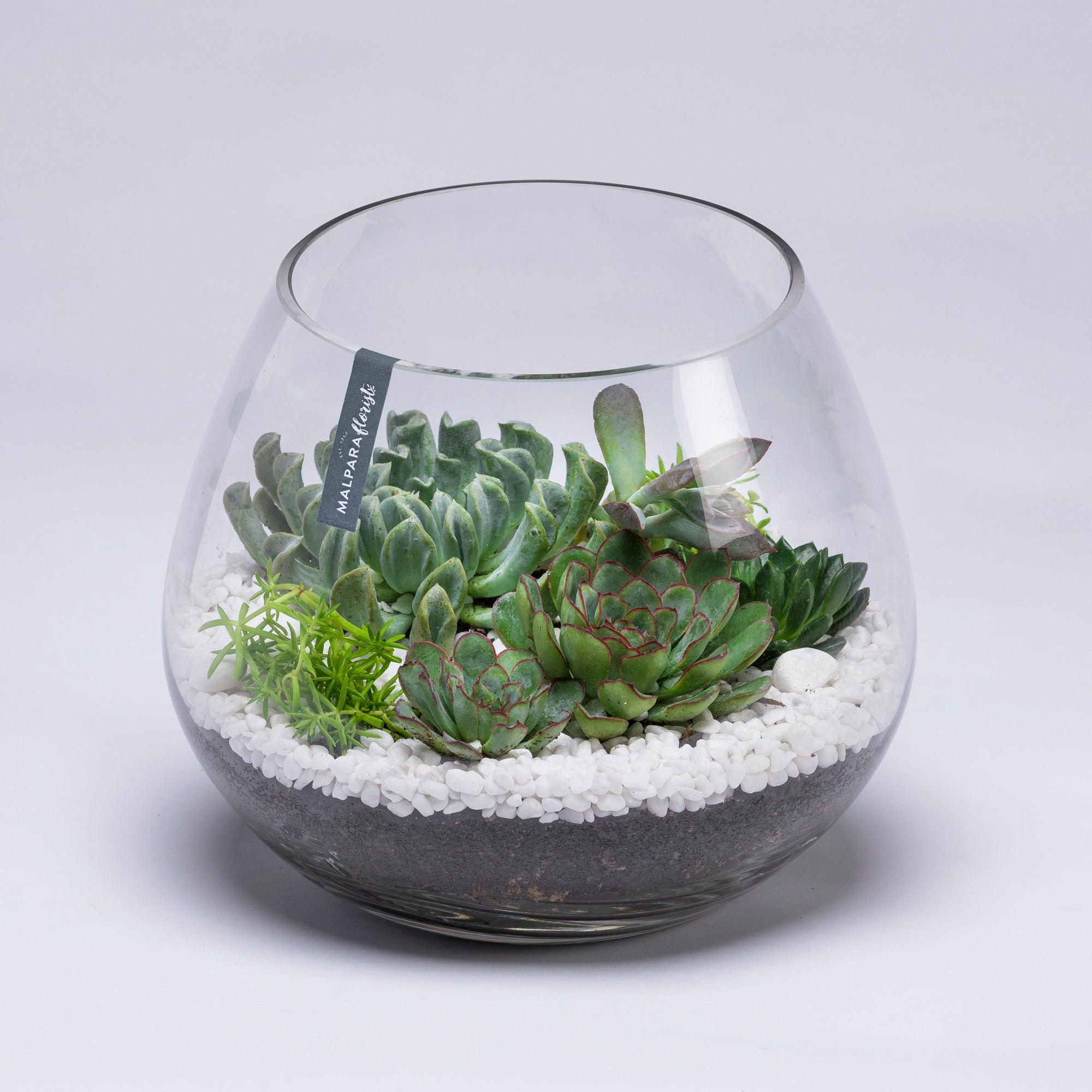succulent terrarium for sale Succulent Terrarium – Malpara Florist
