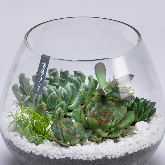 fish bowl succulent terrarium Succulent Terrarium – Malpara Florist