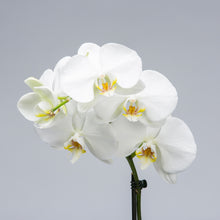Orchid Ceramic